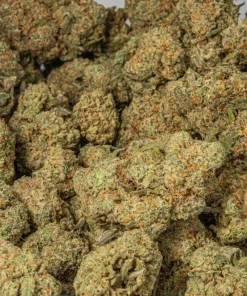 Harlequin (AAA) - Image 5