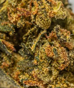 King Tut (AA) - Image 3