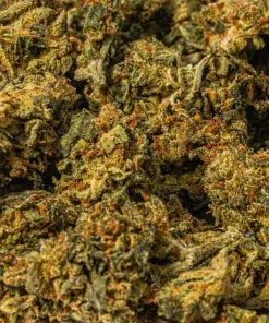 King Tut (AA) - Image 4