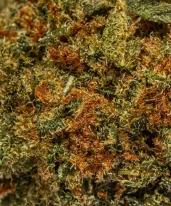 Penelope (AA) - Image 4