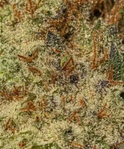 Poison Fruit (AAA+) - Image 4