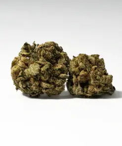 (Smalls) Red Octane (AA) - Image 1