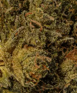 White Death (AAA) - Image 5