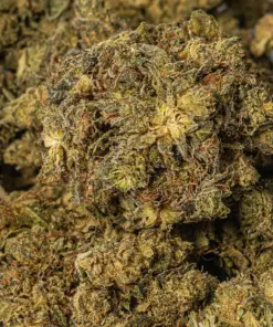 White Death (AAA) - Image 4