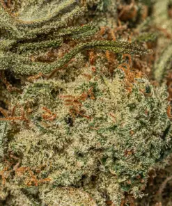 White Thunder (AAA+) - Image 5