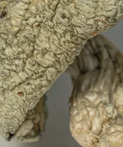 Albino Penis Envy (A.P.E) Mushrooms - Image 4