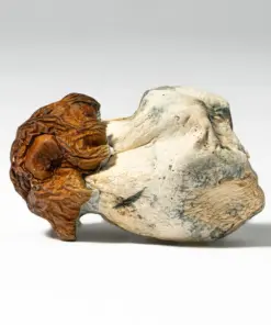 Blue Meanies Mushrooms - Image 3