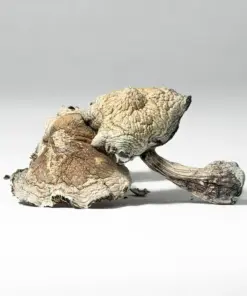 Golden Teacher Mushrooms - Image 3