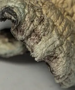 Golden Teacher Mushrooms - Image 5