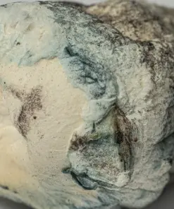 Golden Teacher Mushrooms - Image 4