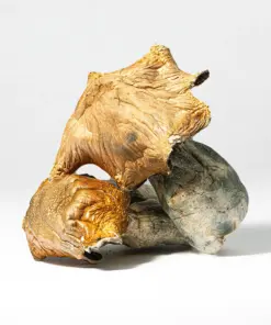 Hillbilly Pumpkin Mushrooms - Image 3