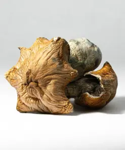 Hillbilly Pumpkin Mushrooms - Image 1