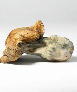 Hillbilly Pumpkin Mushrooms - Image 2