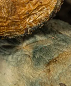 Hillbilly Pumpkin Mushrooms - Image 5