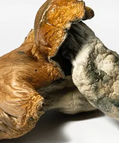 Hillbilly Pumpkin Mushrooms - Image 4