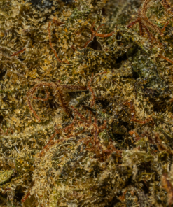 Black Jesus (AA) - Image 4