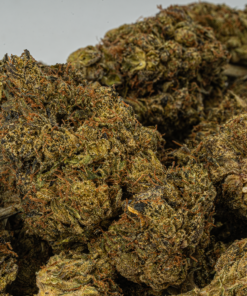 Black Jesus (AA) - Image 5