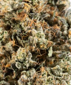 El Chapo (AAAA) - Image 5