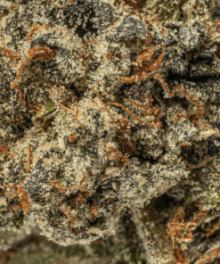 El Chivo (AA+) - Image 4