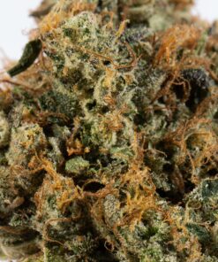 Primus OG (AAAA) - Image 4