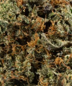 Alien Rift (AAAA) - Image 5