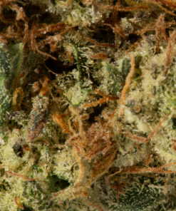 Triple Berry (AA+) - Image 5