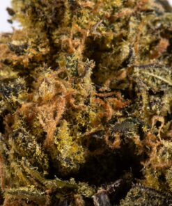 Cheese Wiz (AA+) - Image 4