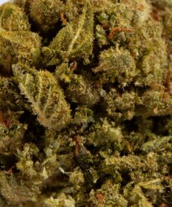 Mango Tango (A) - Image 4