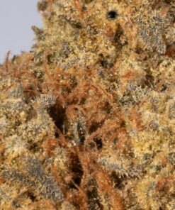 Afghan Hawaiian (AA) - Image 4