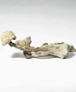 Albino Extraterrestrial Mushrooms - Image 4