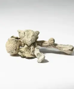 Albino Extraterrestrial Mushrooms - Image 1