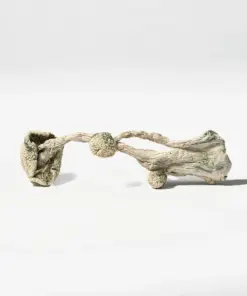 Albino Extraterrestrial Mushrooms - Image 2