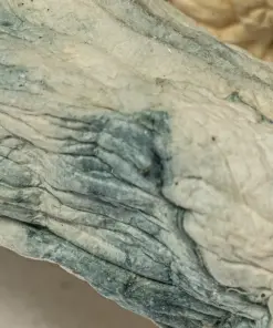 Albino Extraterrestrial Mushrooms - Image 3