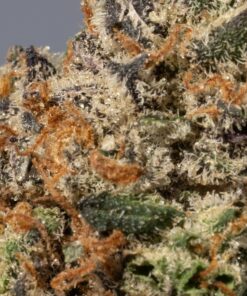 Animal Cookies (AAA) - Image 4