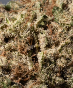 Dank Sinatra (AAA+) - Image 5