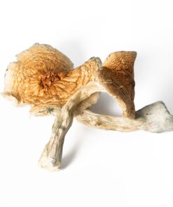 Full Moon Party Mushrooms - Image 1