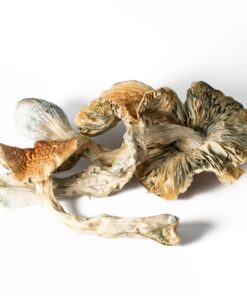 Full Moon Party Mushrooms - Image 3