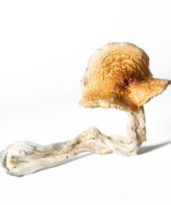 Full Moon Party Mushrooms - Image 5