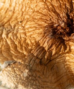 Full Moon Party Mushrooms - Image 2