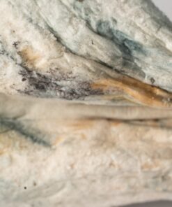 Full Moon Party Mushrooms - Image 4