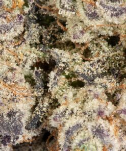 Gelato 41 (AAAA) - Image 5