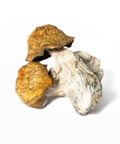 Golden Penis Envy Mushrooms - Image 1