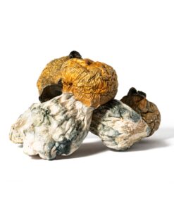 Golden Penis Envy Mushrooms - Image 2