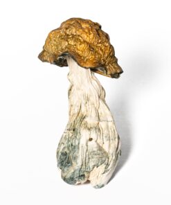 Golden Penis Envy Mushrooms - Image 5