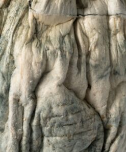 Golden Penis Envy Mushrooms - Image 3