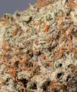 Grey Goose (AAA+) - Image 4