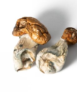 Koh Samui Mushrooms - Image 1