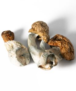 Koh Samui Mushrooms - Image 5