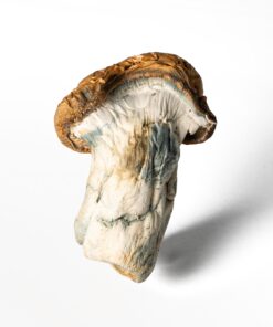 Koh Samui Mushrooms - Image 2