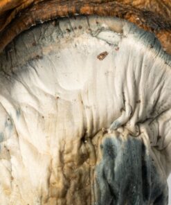 Koh Samui Mushrooms - Image 4